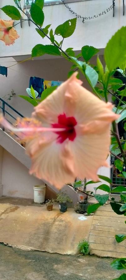 Sahasra Home Stay Hampi 霍斯佩特 外观 照片