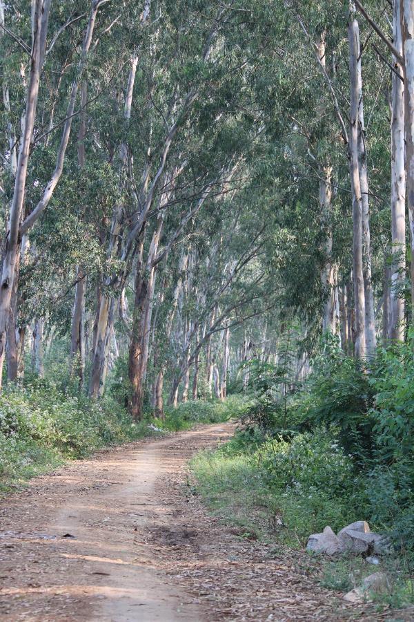 Sahasra Home Stay Hampi 霍斯佩特 外观 照片
